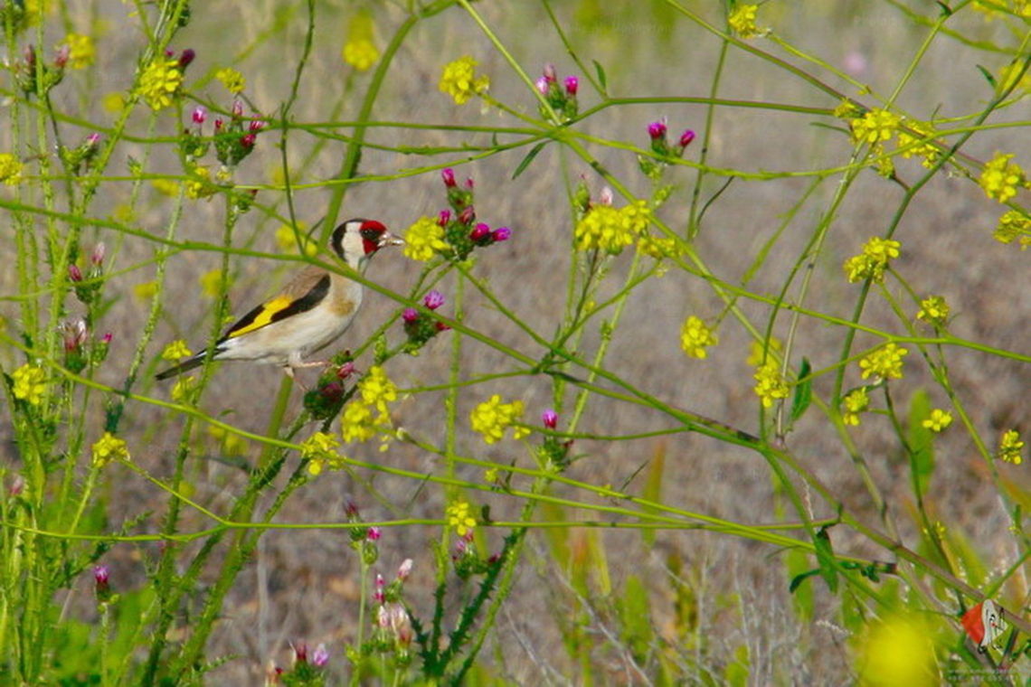 Carduelis carduelis  Carduelis carduelis,European Goldfinch