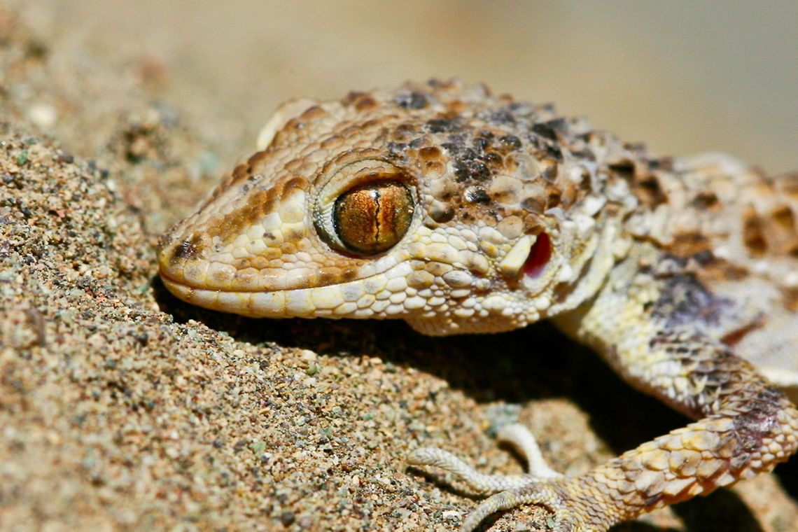 Caspian bent-toed gecko The scientific name of this species has changed several times, being moved from one genus to another. The species record was created according to the latest information in the Reptile Database on 30 March 2014. Caspian bent-toed gecko,Tenuidactylus caspium