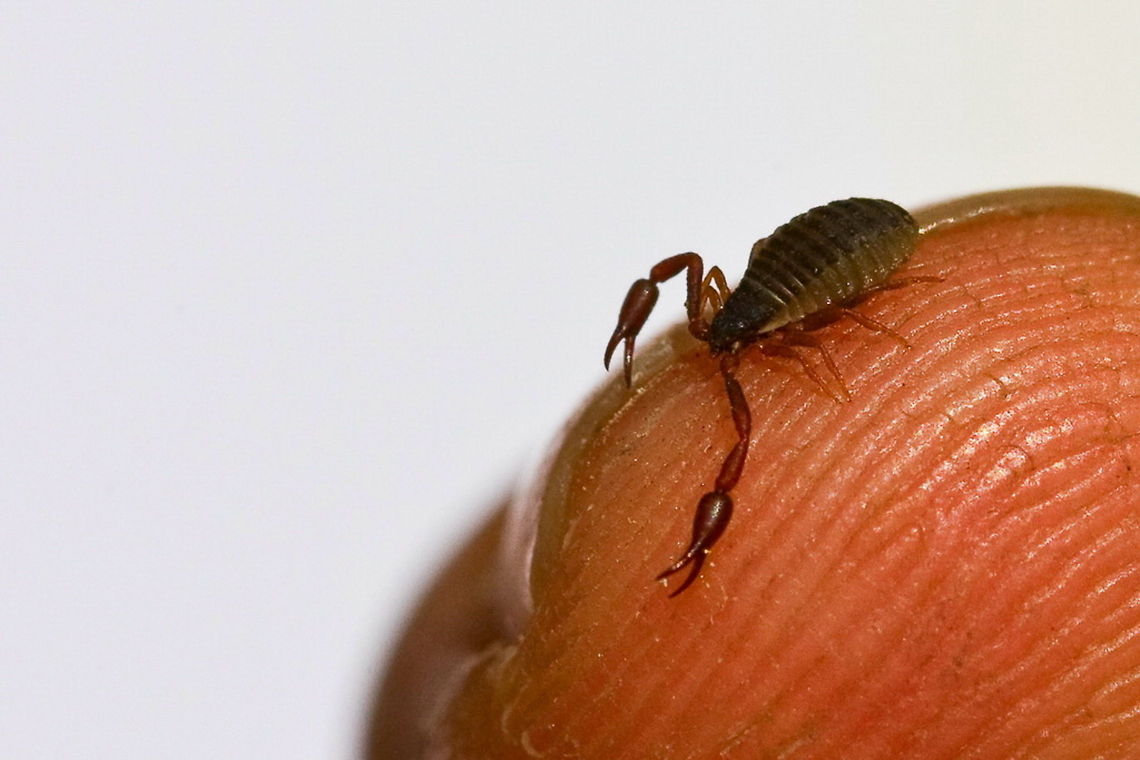 Pseudoscorpion  Arachnida,Pseudoscorpiones