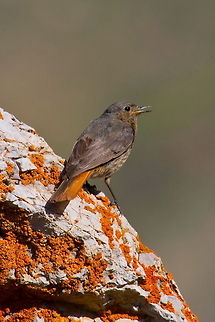 Common Redstart (Phoenicurus phoenicurus)  Birds,Common Redstart,Phoenicurus phoenicurus