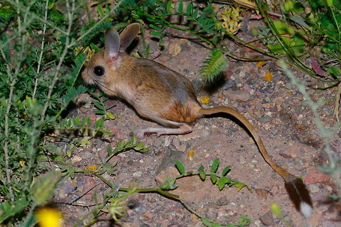 Long-eared Jerboa