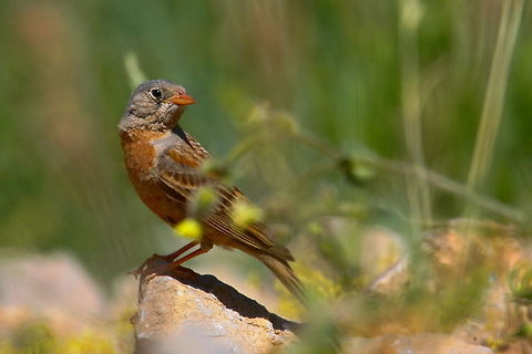 _LI_5548_-_Photo_by_Ali_Mohajeran  Birds