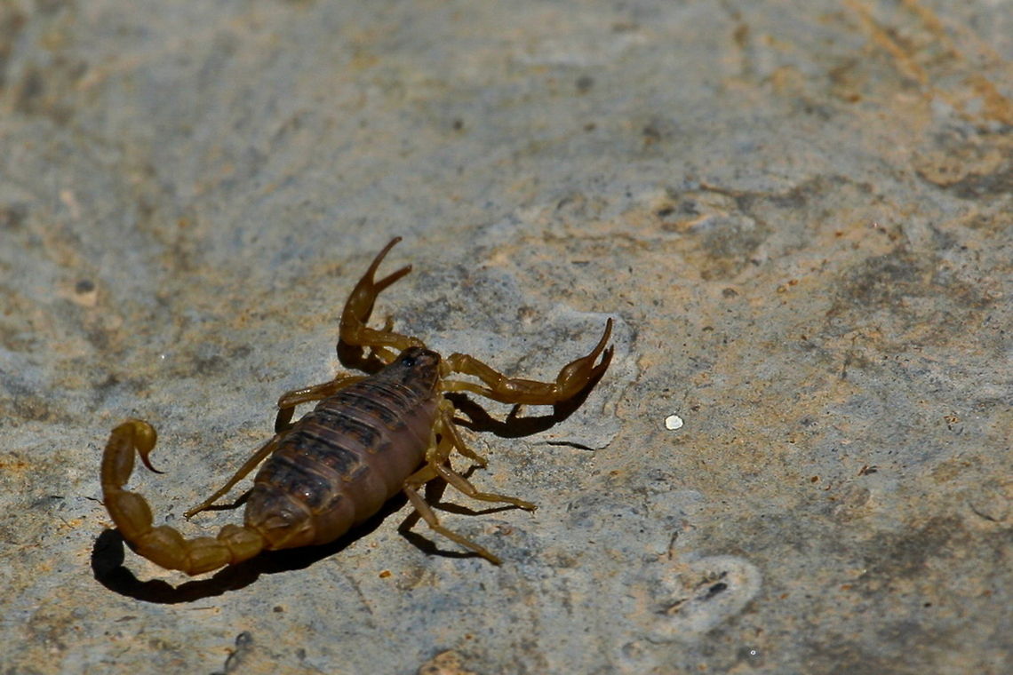 Mesobuthus eupeus  Mesobuthus eupeus