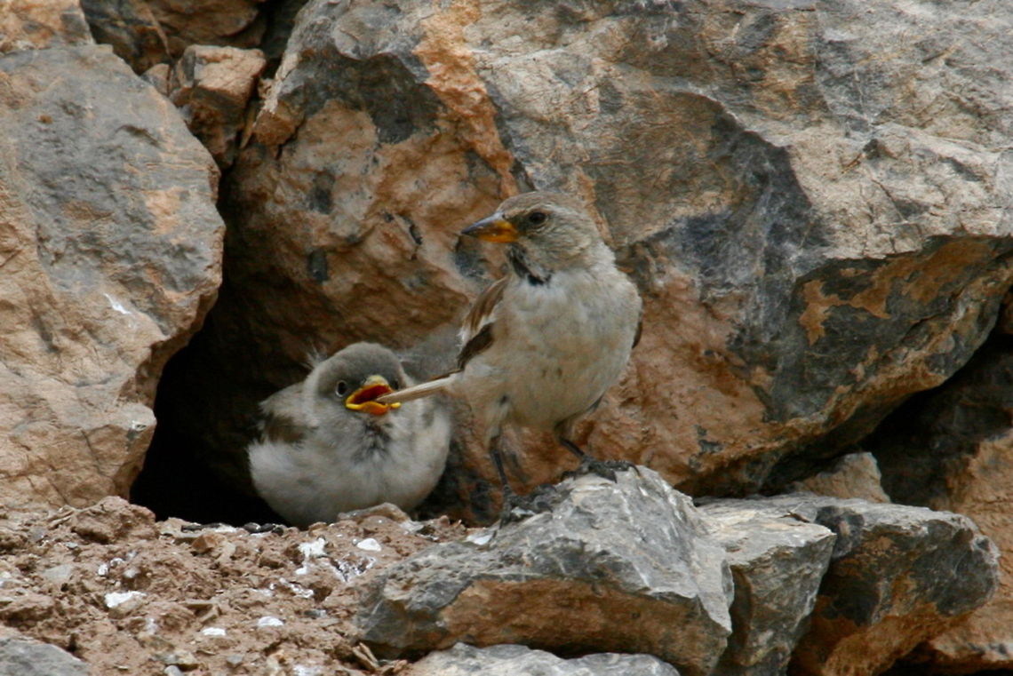 Rock sparrow  Birds,Iran,Montifringilla nivalis,White-winged snowfinch