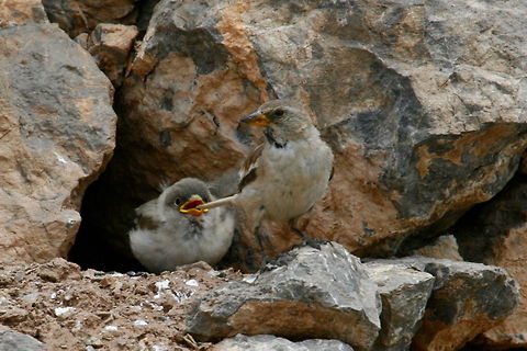 Rock sparrow  Birds,Iran,Montifringilla nivalis,White-winged snowfinch