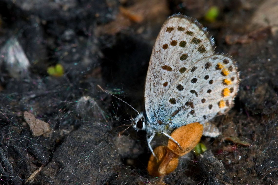 Pseudophilotes vicrama  Eastern Baton Blue,Pseudophilotes vicrama