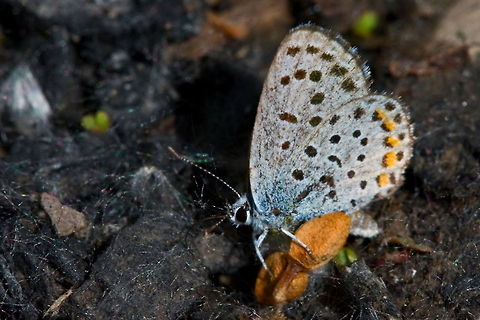 Pseudophilotes vicrama  Eastern Baton Blue,Pseudophilotes vicrama