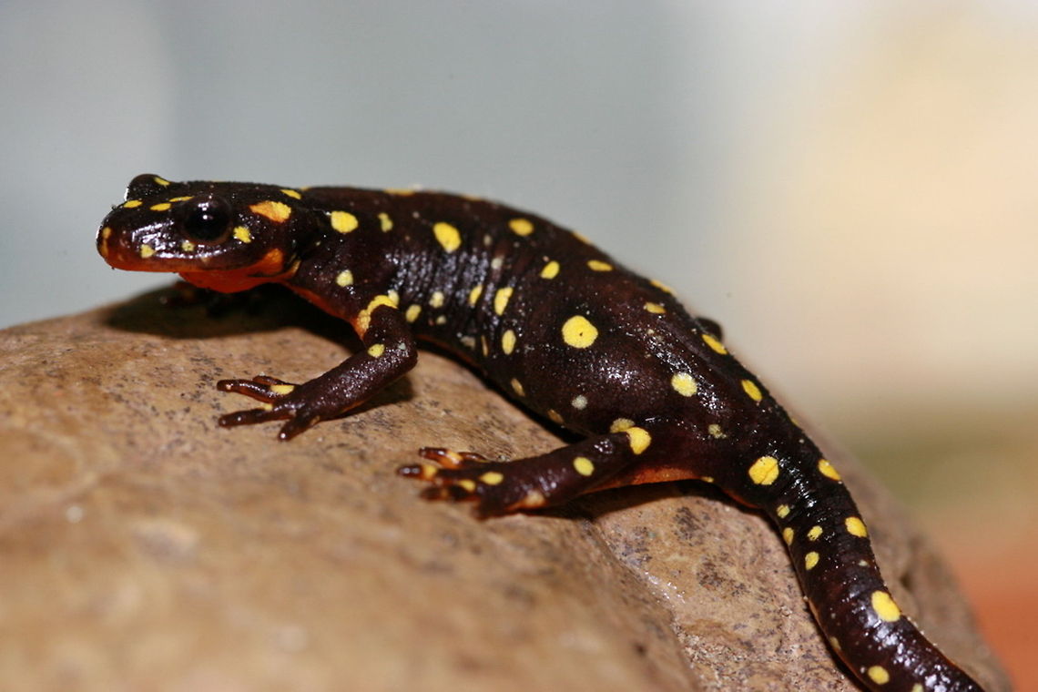 Kordestany Salamander (Neurergus microspilotus) Neurergus microspilotus is a Endemic specie that can be found in Kordestan and it on IUCN red list classified as (EN) Closeup,Endemic,Iran,Kordestani salamander,Kurdistan Spotted Newt,Neurergus microspilotus,Salamander