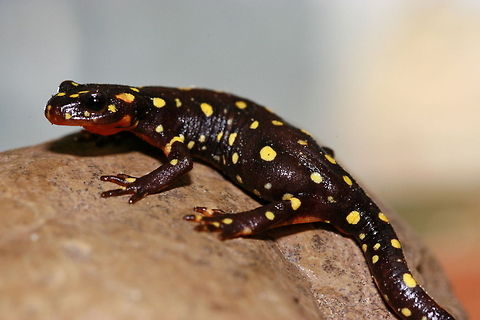 Kurdistan Spotted Newt