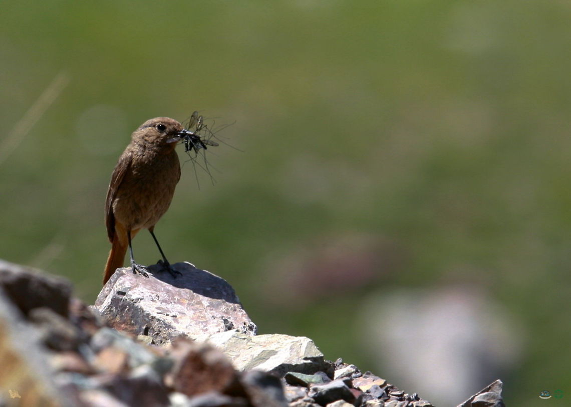 Birds,Common Redstart,Phoenicurus phoenicurus