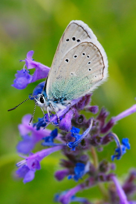 polyommatus corona  Polyommatus corona