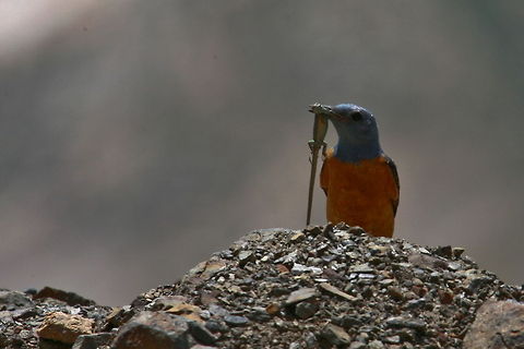 Biodiversity Golestan - Jahan Nama Birds,Common Rock Thrush,Monticola saxatilis