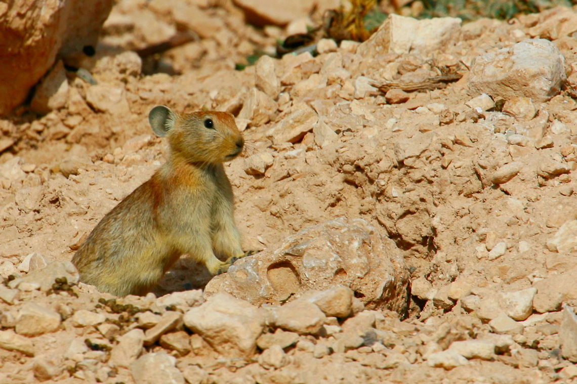 Afghan pika (Ochotona rufescens) La pica afgana (Ochotona rufescens Afghan Pika,Ochotona rufescens