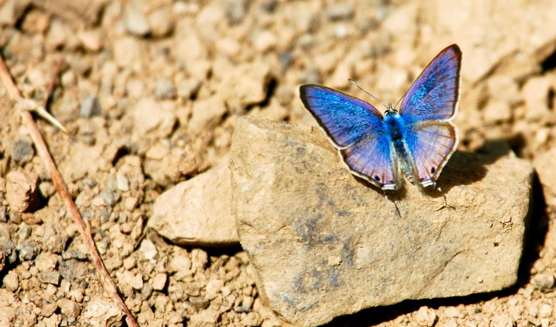 Long-tailed Blue (Lampides boeticus)  Lampides boeticus,Peablue or Long-tailed Blue