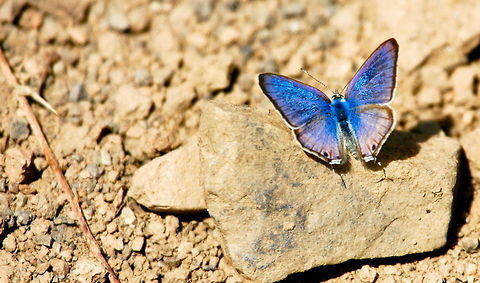 Long-tailed Blue (Lampides boeticus)  Lampides boeticus,Peablue or Long-tailed Blue