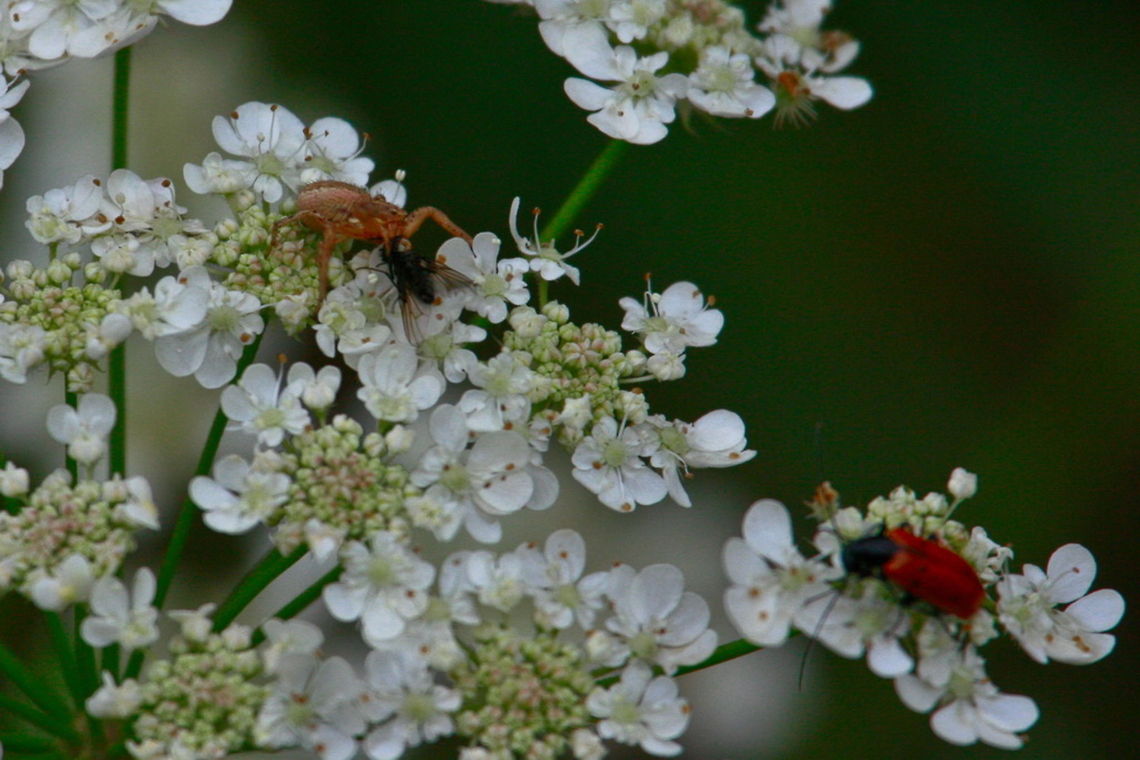 4 in 1 A "Thomicidea" hunting a "Muscidea" on a "Apiaceae" while a "Meloidae" is watching them in cold blood ! Apiaceae,Arachnida,Meloidae,Muscidea,Thomicidea