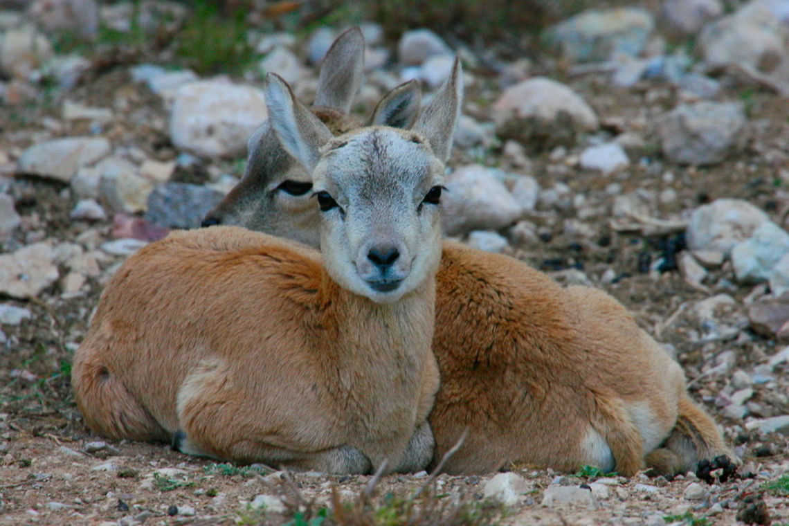 _LI_7529_-_Photo_by_Ali_Mohajeran