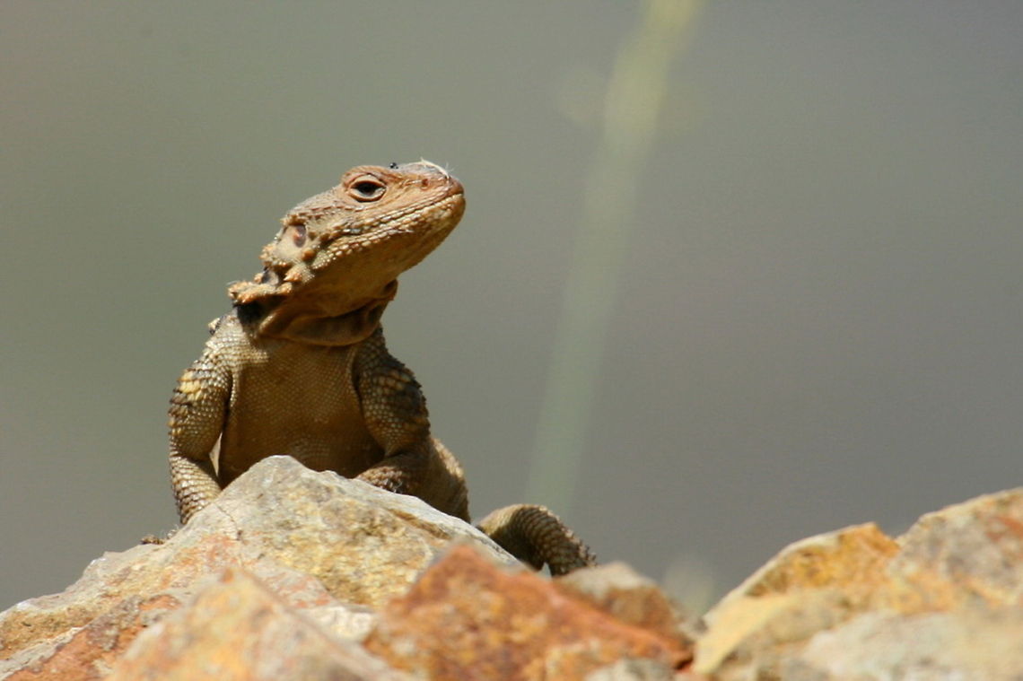 _LI_8222_-_Photo_by_Ali_Mohajeran