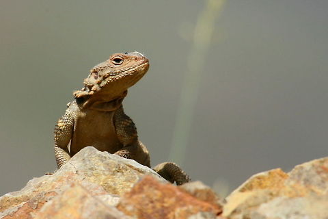 _LI_8222_-_Photo_by_Ali_Mohajeran