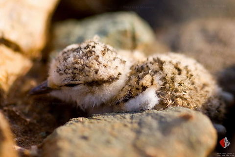 Ringed Plover  Charadrius hiaticula,Common Ringed Plover