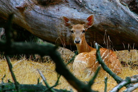 The Persian fallow deer  Dama dama mesopotamica,Iran,Persian fallow deer