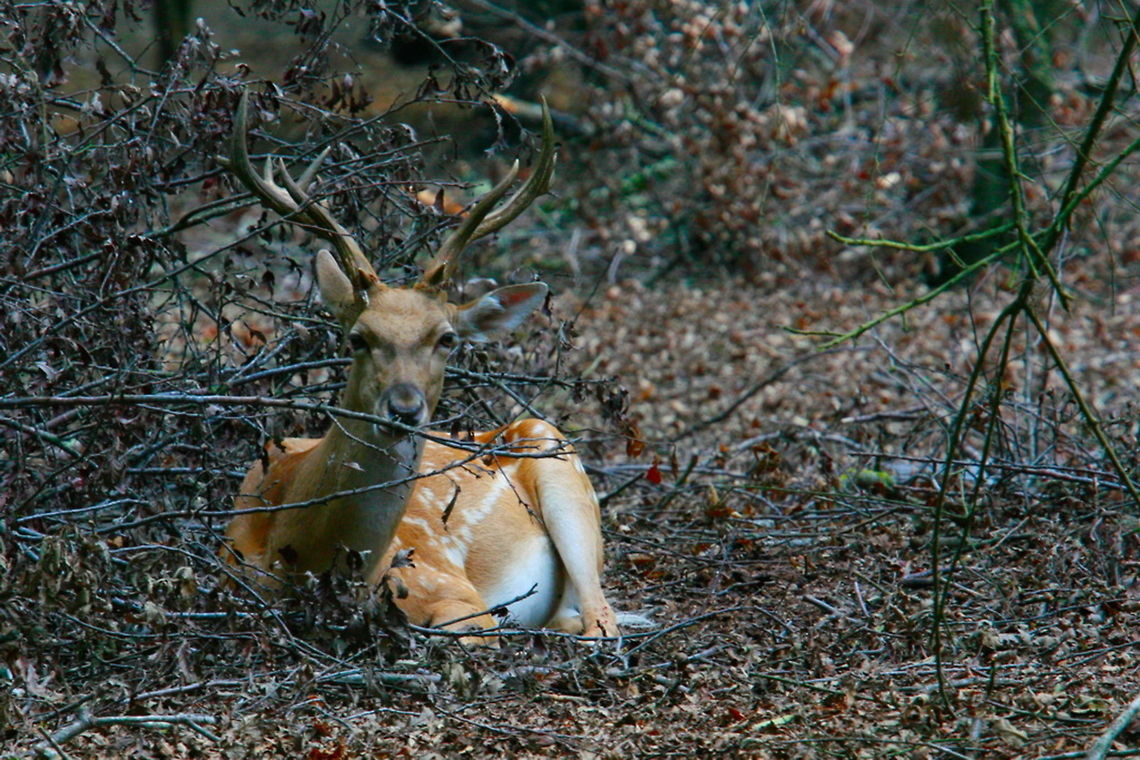 Persian fallow deer  Dama dama mesopotamica,Persian fallow deer
