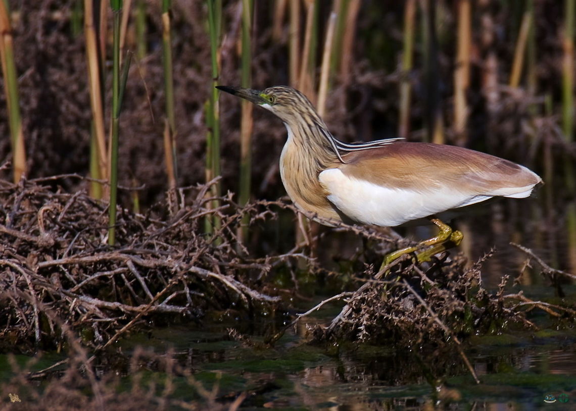 Squacco Heron  Ardeola ralloides,Gorogol Wetland,Iran,Squacco Heron,ardeidae