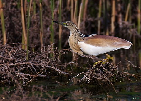 Squacco Heron  Ardeola ralloides,Gorogol Wetland,Iran,Squacco Heron,ardeidae