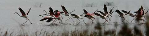 The Greater Flamingo  Greater Flamingo,Phoenicopterus roseus,flamingo