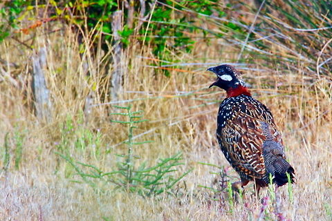 Black Francolin_-_Photo_by_Ali_Mohajeran  Black Francolin,Francolinus francolinus