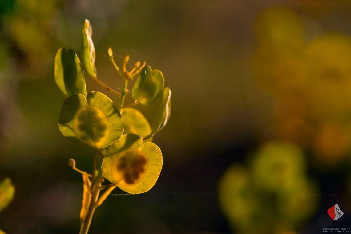 Field penny-cress  Thlaspi arvense