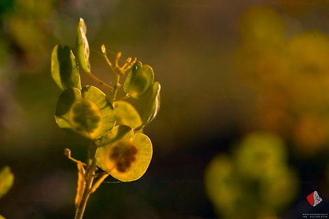 Field penny-cress  Thlaspi arvense