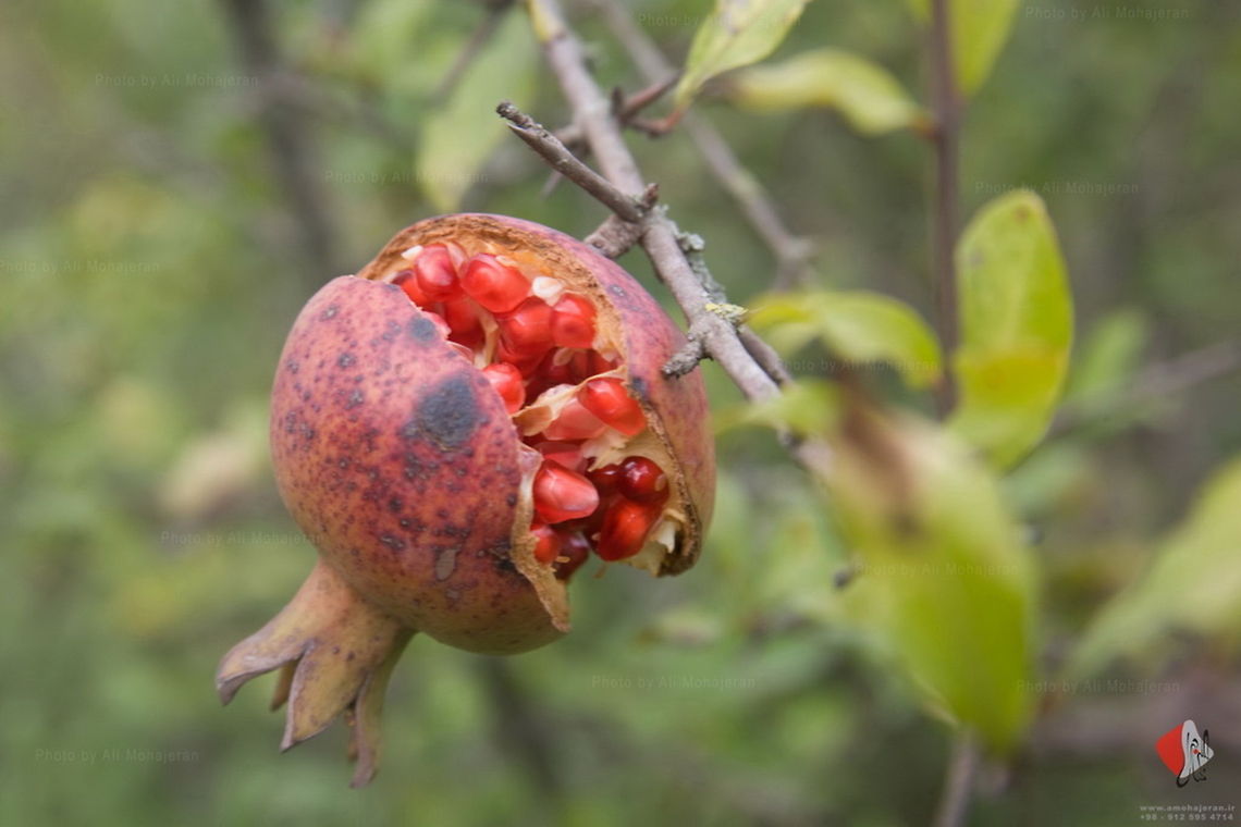 Pomegranate (Punica granatum)  Pomegranate,Punica granatum,pomegranate