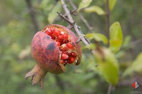 Pomegranate (Punica granatum)  Pomegranate,Punica granatum,pomegranate
