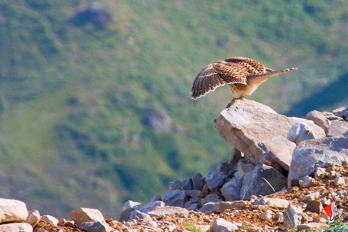 Common Kestrel  Common Kestrel,Falco tinnunculus,Falconiformes,Iran,birds