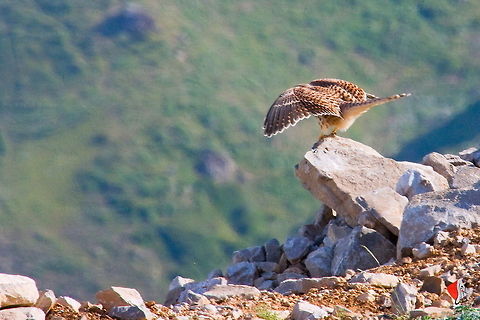 Common Kestrel  Common Kestrel,Falco tinnunculus,Falconiformes,Iran,birds