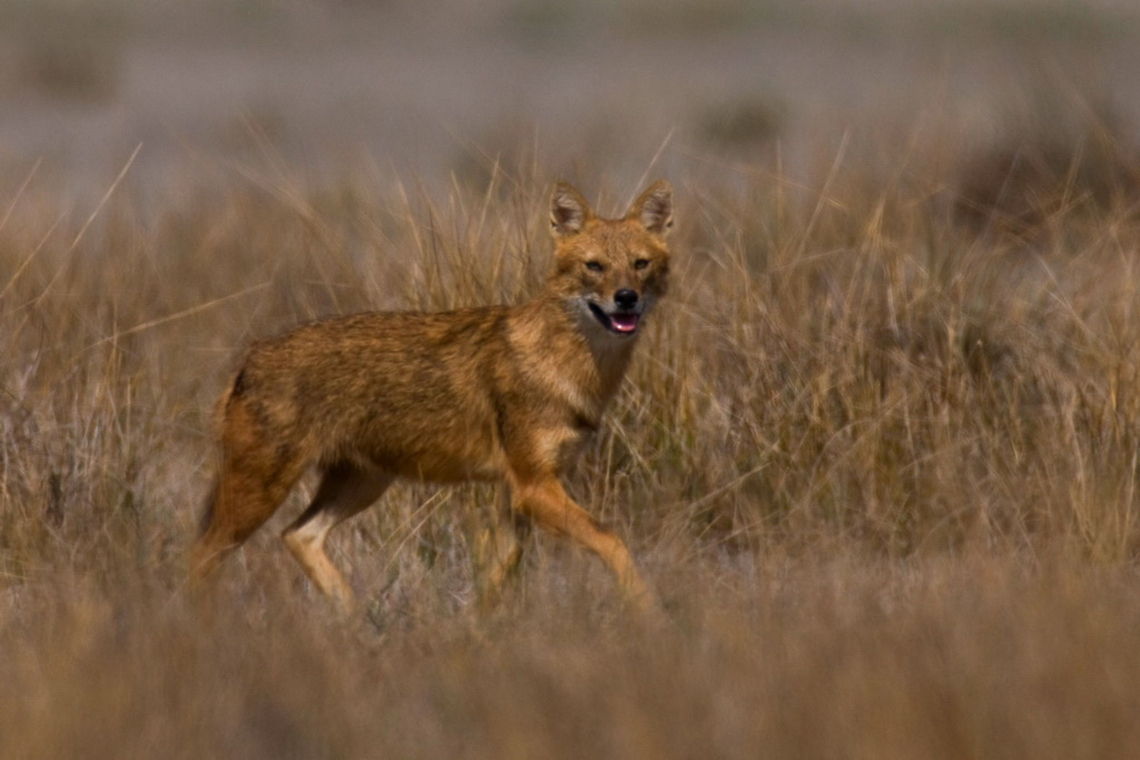 Golden Jackal  Canidae,Canis aureus,Golden jackal