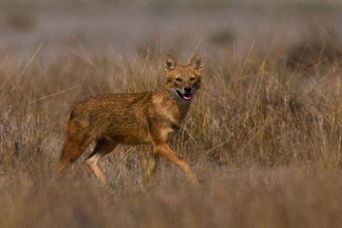 Golden Jackal  Canidae,Canis aureus,Golden jackal