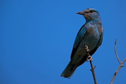 European Roller_-_Photo_by_Ali_Mohajeran  Birds,Coracias garrulus,Coraciidae,European Roller