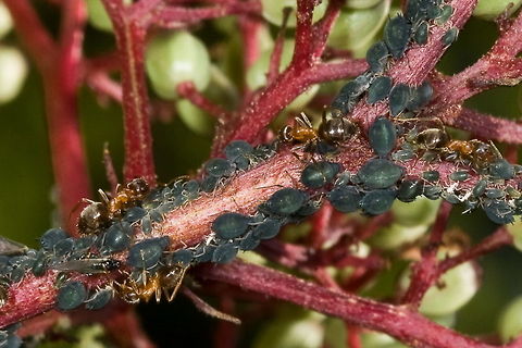 Herd of Aphids Herd of Aphids, Shepherds are The Ants. Insects