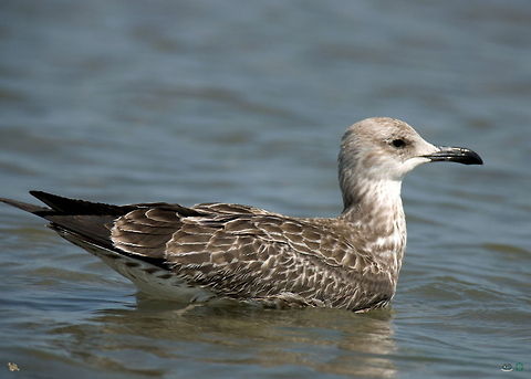 Juvenile seagull  Larus,seagull