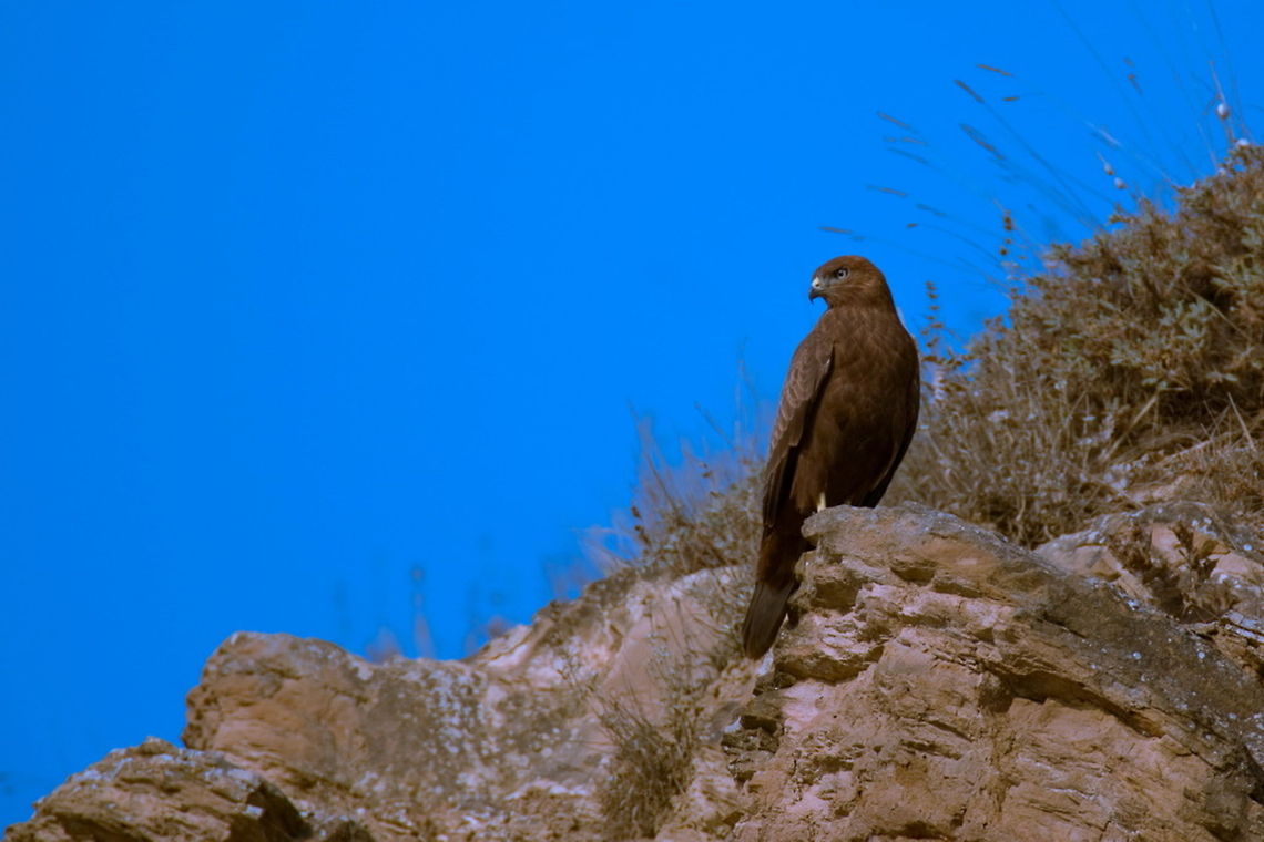 Common Buzzard  Accipitriformes,Buteo buteo,Common Buzzard,birds