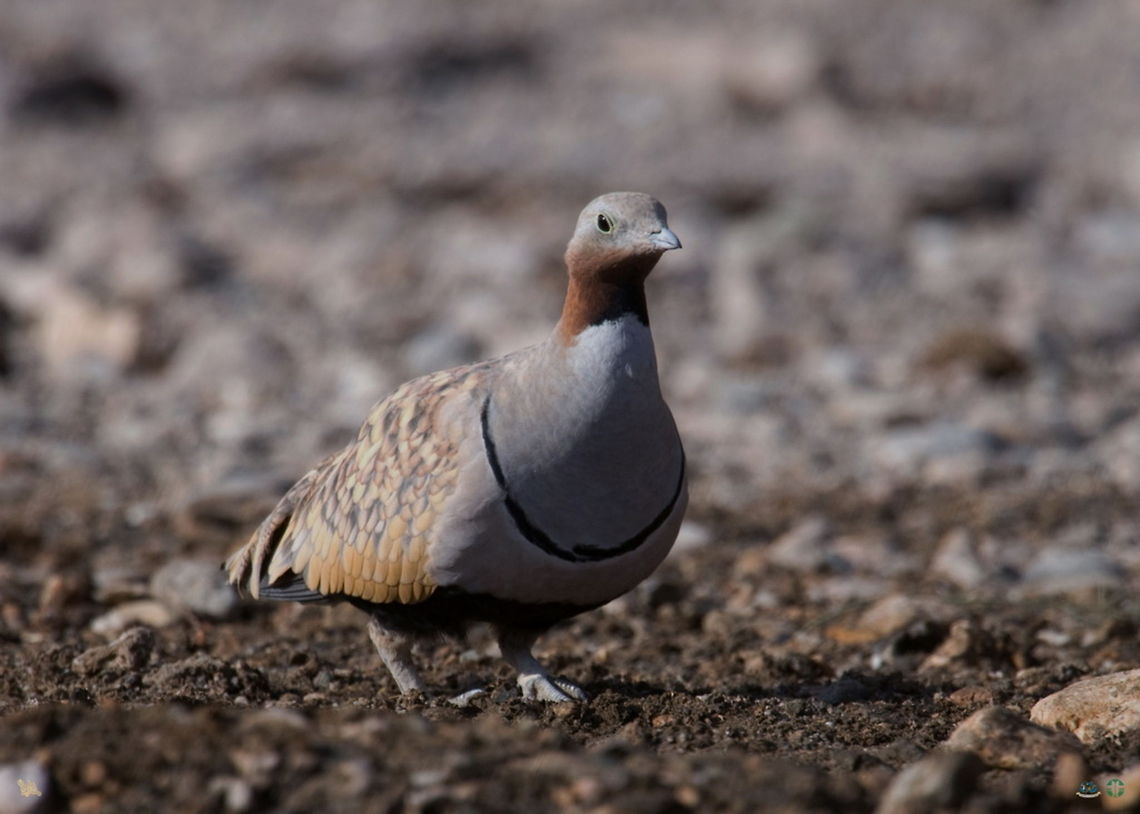 Black-bellied sandgrouse closeup  Birds,Black-bellied Sandgrouse,Pterocles orientalis