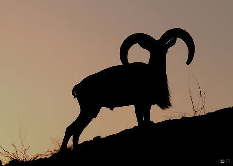 Laristan Mouflon