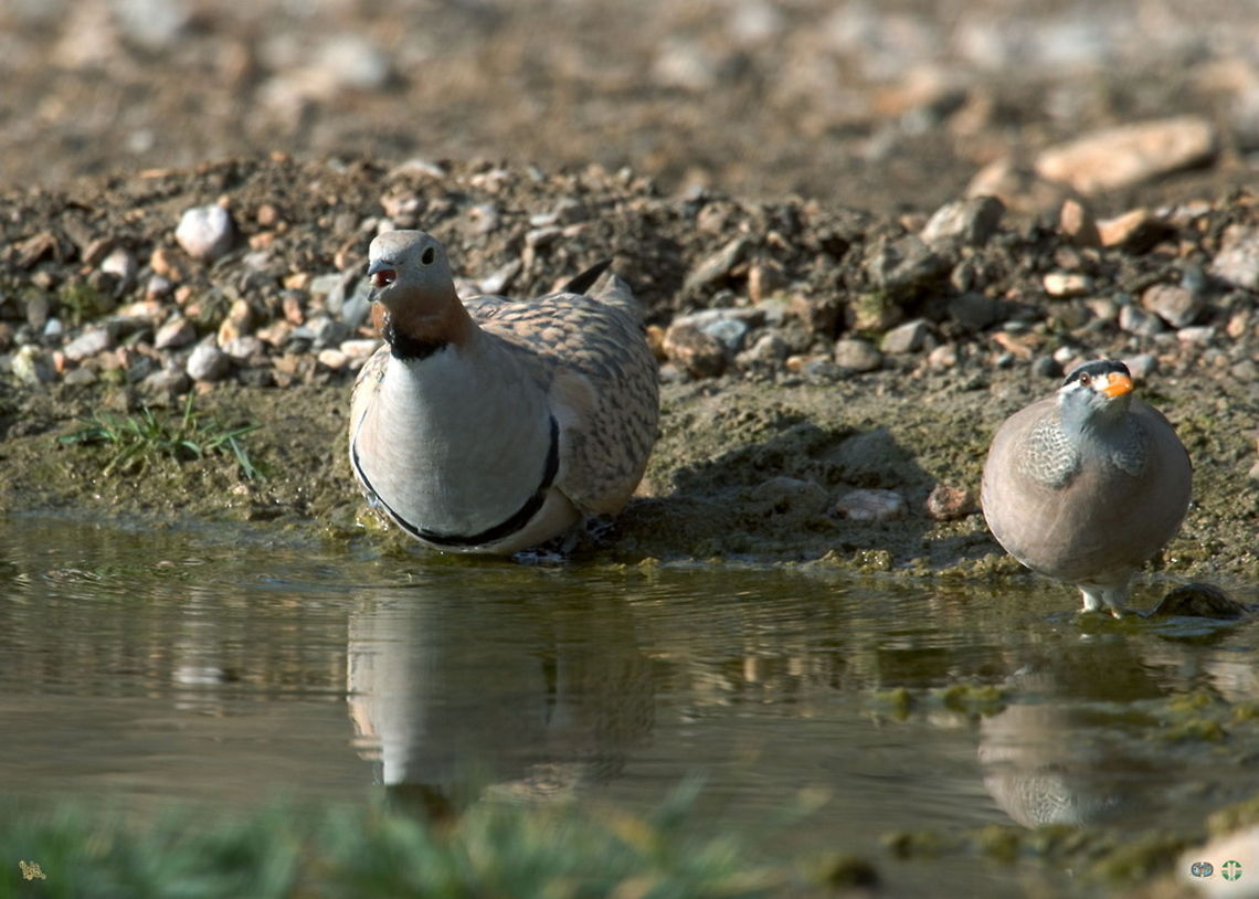 Birds by the water  Birds,Black-bellied Sandgrouse,Pterocles orientalis