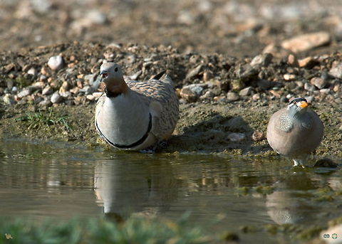 Birds by the water  Birds,Black-bellied Sandgrouse,Pterocles orientalis