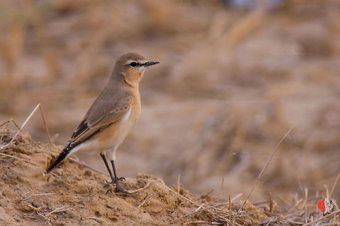 AL2_1175_-_Photo_by_Ali_Mohajeran  Birds,Petronia petronia,Rock Sparrow