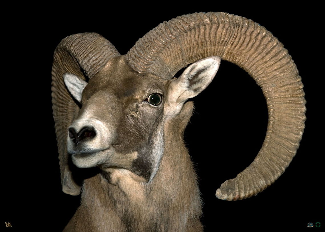 Mouflon portrait  Mouflon,Ovis orientalis