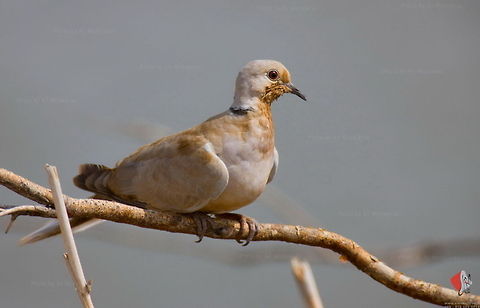 Collared Dove (Streptopelia decaocto)  Birds,Collared Dove,Eurasian Collared Dove,Streptopelia decaocto