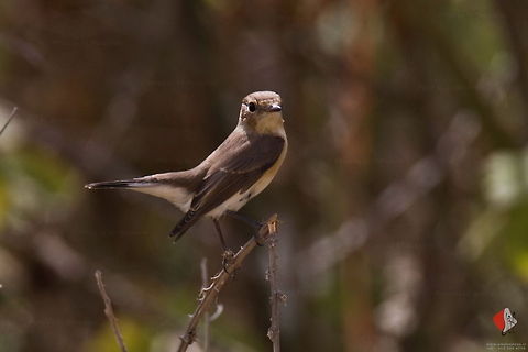 Spotted Flycatcher (Muscicapa striata)  Birds,Iran,Muscicapa striata,Spotted Flycatcher